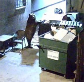 Video: Gấu tinh ranh trộm đồ ăn thừa của nhà hàng