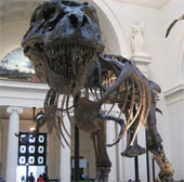 Liệu có thể xác định được giới tính của những hóa thạch khủng long?