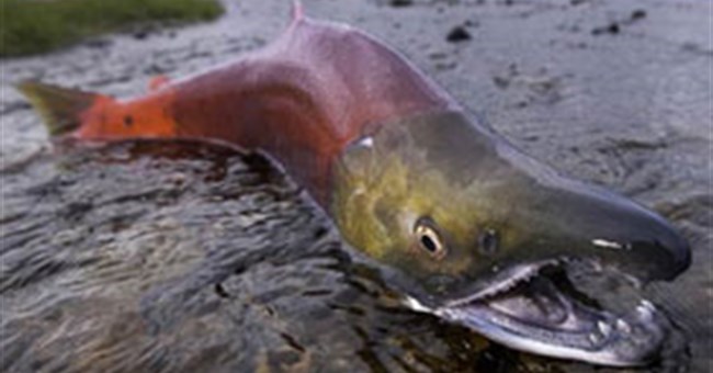 Cá hồi và cơ chế sinh sản bí ẩn chống "đẻ mướn"