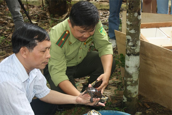 Việt Nam đón 71 con rùa 