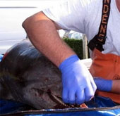 Cá heo chết hàng loạt dọc bờ biển các bang của Mỹ