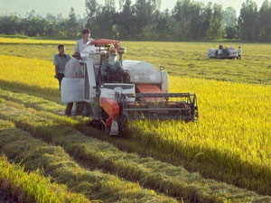 An Giang tạo được giống lúa chịu ngập và chịu hạn