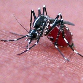Lý giải mới về chuyện muỗi không thể lây nhiễm HIV
