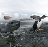 Hải cẩu đói bụng rượt đuổi chim cánh cụt suốt 3 giờ