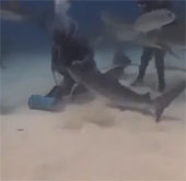 Video: Thợ lặn thò tay vào hàm cá mập