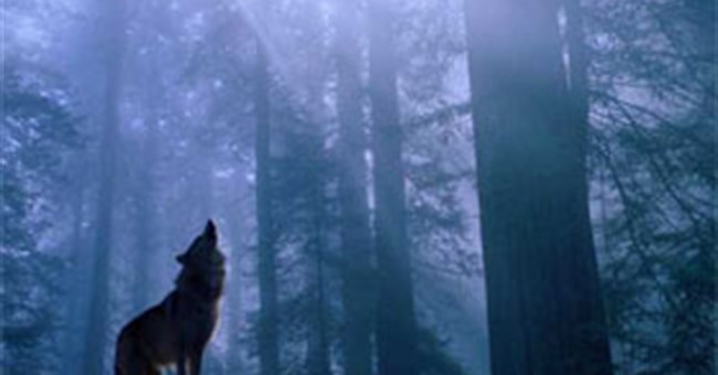 Giải mã tiếng tru rợn người của chó sói