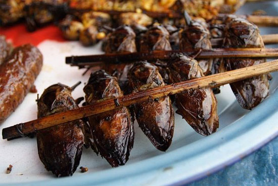 Những điều không thể ngờ và lợi ích của loài gián