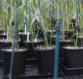 Nhựa sinh học từ thực vật an toàn với môi trường