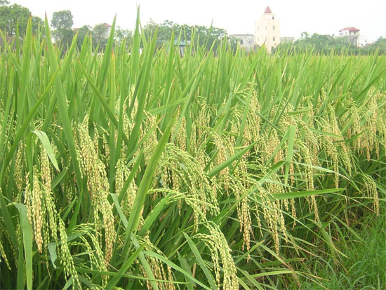 Việt Nam lần đầu giải mã hoàn chỉnh hệ gene cây lúa
