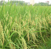 Việt Nam lần đầu giải mã hoàn chỉnh hệ gene cây lúa