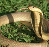 Video: Những bí ẩn về loài rắn hổ mang chúa