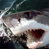Video: Giải mã cá mập sợ xác chết của đồng loại