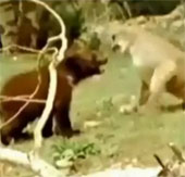 Video: Xem gấu ăn miếng trả miếng với sư tử