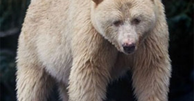 Những sự thật thú vị về loài gấu ít người biết đến