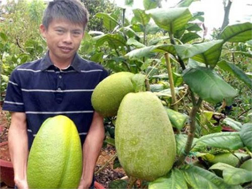 Quả chanh khổng lồ nặng 3,5kg ở Lâm Đồng 