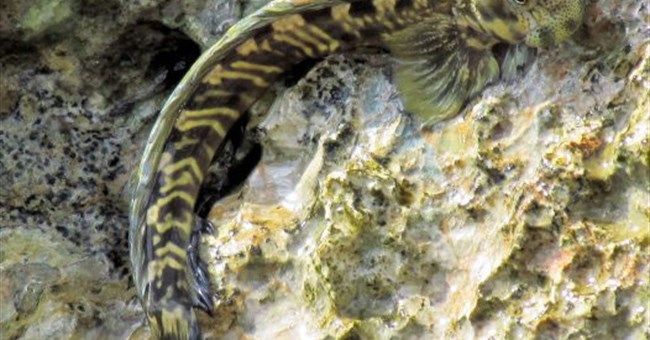 Cá sống trên cạn