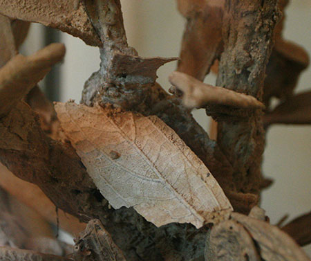 Hình ảnh cây gần hoá thạch ở Thanh Hoá 