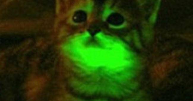 Mèo phát sáng có thể chống lại HIV/AIDS
