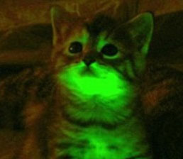 Mèo phát sáng có thể chống lại HIV/AIDS