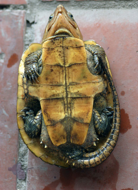 Chiêm ngưỡng loài rùa 