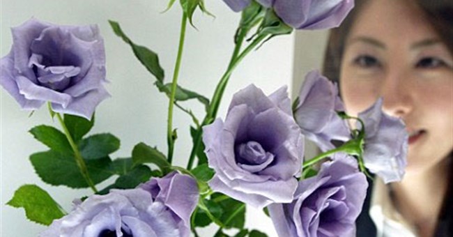 Hoa hồng xanh sắp được bán tại Mỹ