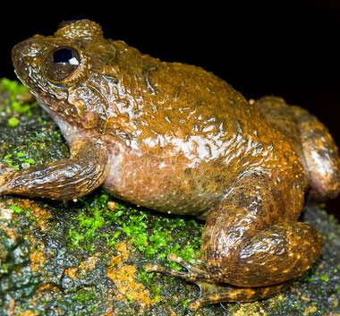 Phát hiện 12 loài ếch mới ở Ấn Độ