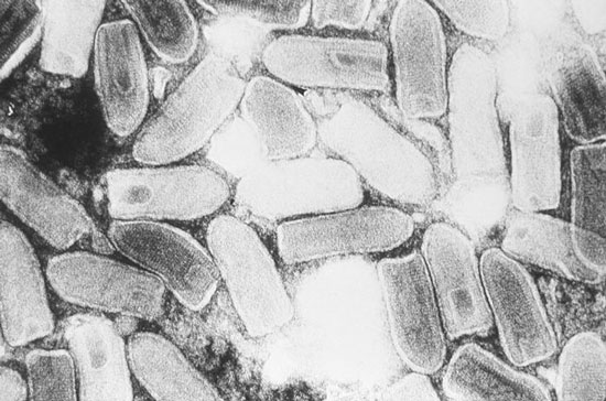Phát hiện một loại virus có thể chữa ung thư hiệu quả