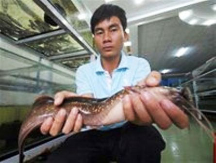 Cá trê Phú Quốc có tên khoa học và được công nhận