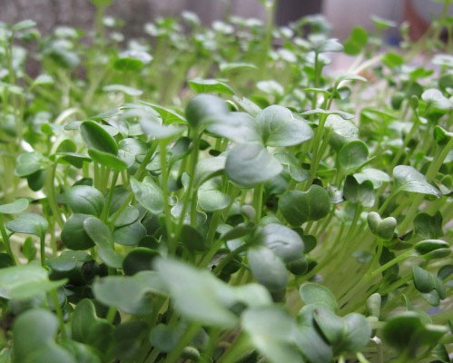 Máy làm giá đỗ - Sự lựa chọn mới cho bà nội trợ