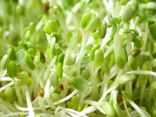 Máy làm giá đỗ - Sự lựa chọn mới cho bà nội trợ