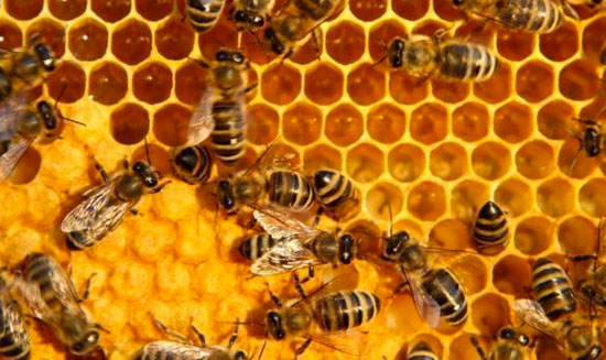 Đẳng cấp trong xã hội ong mật