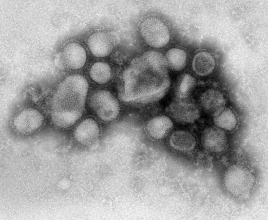 Phát hiện virus cúm H1N1 trên động vật