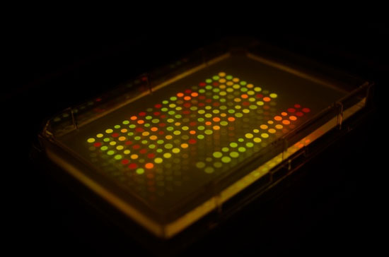 Một thông điệp được mã hóa bằng màu sắc ánh sáng từ vi khuẩn. 
