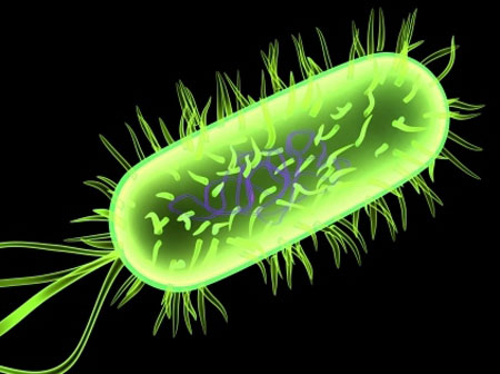Khuẩn E.coli phát sáng thành các màu khác nhau và được mã hóa thông tin (Ảnh: meningitis101)