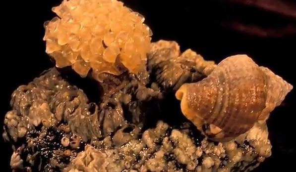 Phát hiện loài ốc sên biển nuôi con hộ "tình địch"
