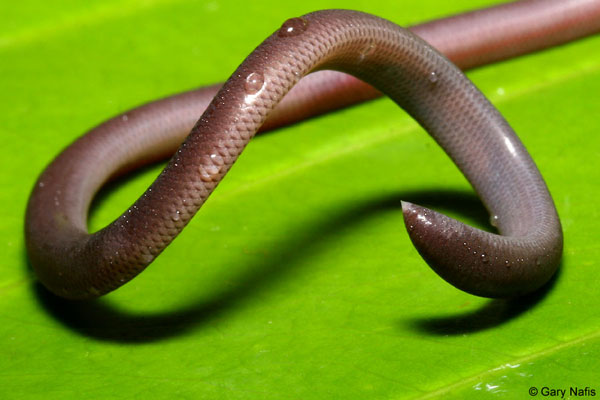 Khác với cái đầu tròn như đầu giun, phần đuôi rắn giun khá nhọn.