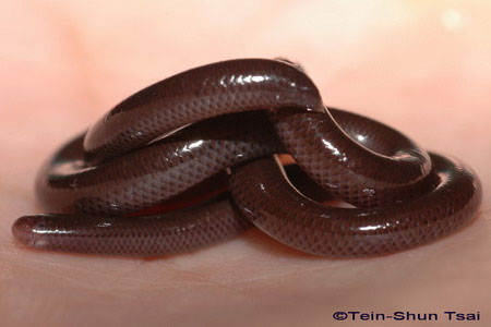Đây là một loài rắn không có nọc độc.