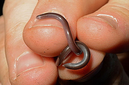Dù phân bố rộng ở Việt Nam, nhưng rắn giun vẫn là loài khá hiếm gặp.