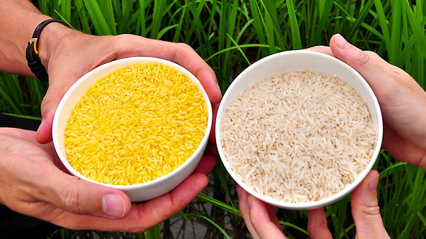 Gạo hạt vàng biến đổi gene đã được trồng và thử nghiệm trên trẻ em Trung Quốc dù đã bị cấm cách đây 4 năm? 