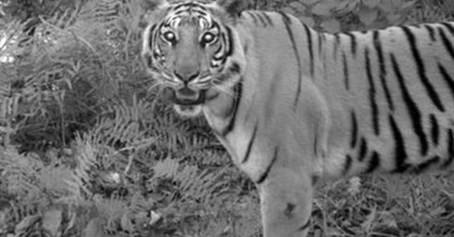 Hổ thay đổi chiến thuật để tránh người