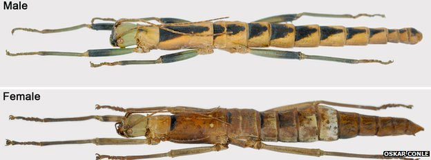 Hình thái của con đực (phía trên) và con cái (phía dưới) của loài C. enigma có nhiều điểm khác nhau.