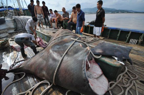 Cá đuối khổng lồ bị bắt tại Trung Quốc