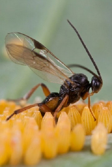 Một con ong bắp cày ký sinh đang tấn công các trứng bướm đẻ trên cây mù tạc đen. 