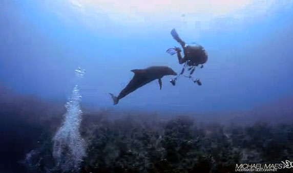 Video: Thợ lặn gặp nguy vì bị cá heo "ve vãn"