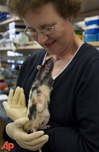 Bà Cathryn Sundback, Giám đốc phòng nghiên cứu kỹ thuật ghép mô của bệnh viện Massachusetts General Hospital, đang bế một chú chuột được cấy nuôi một chiếc tai người làm từ tế bào cừu.
