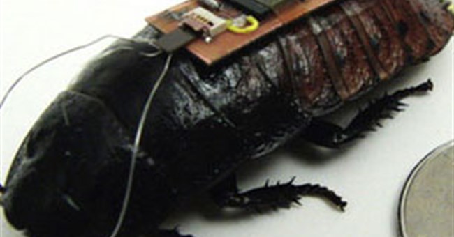 Dùng gián do thám