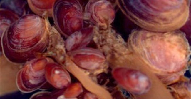 Loài trai tự chuyển giới ở Nam Cực