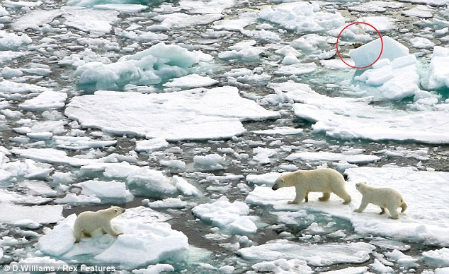 Gấu Bắc Cực rình ăn thịt đồng loại
