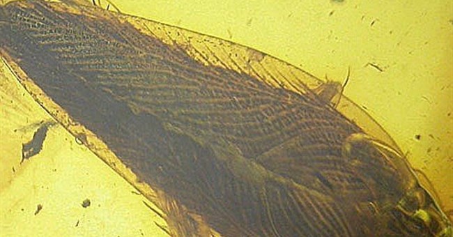Tìm thấy hoá thạch loài gián 370 triệu năm trước 