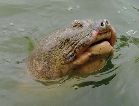 Rùa hồ Gươm thuộc 100 loài lâm nguy nhất thế giới